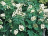 Hydrangea quercifolia Snow queen 